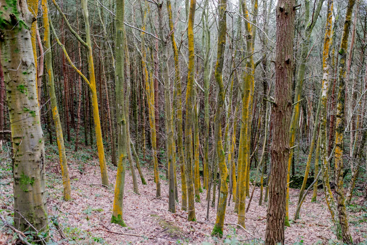 Dimmingsdale, Staffordshire Moorlands — landscape photograph by Wayne Chell